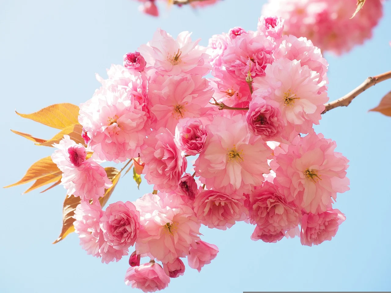 Fleurs de cerisier du Japon