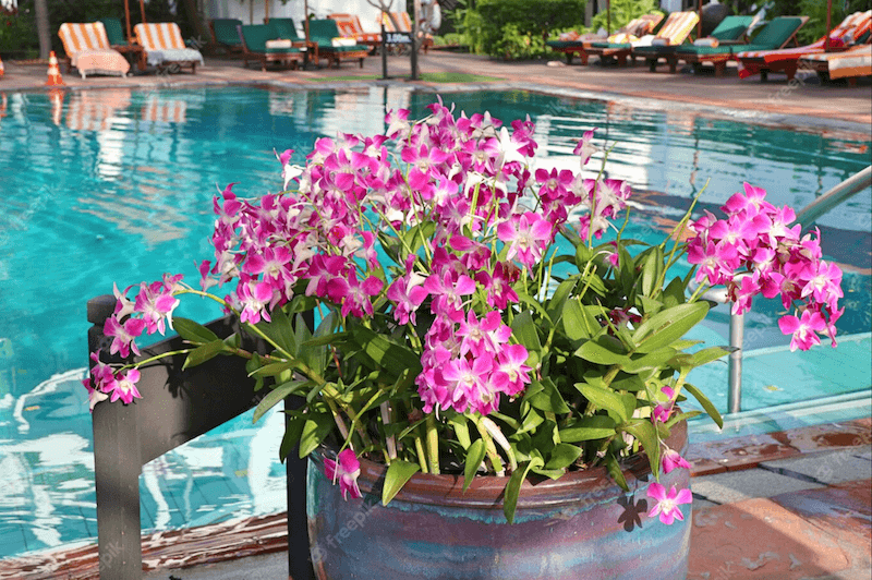 Fleurs en pot autour d'une piscine